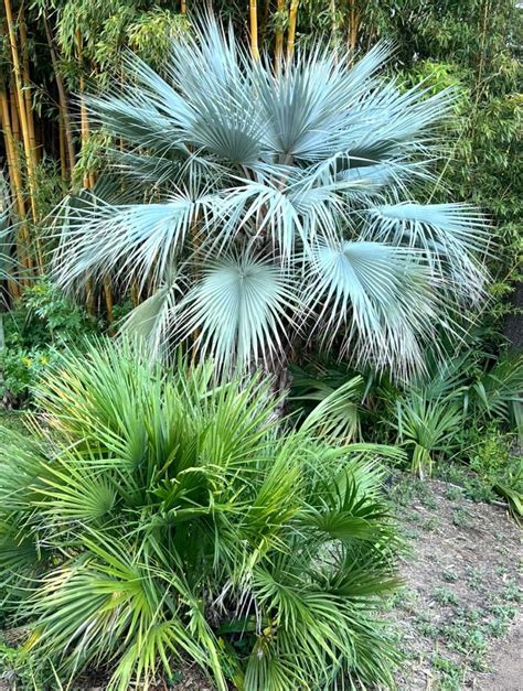 Small Cold Hardy Palms