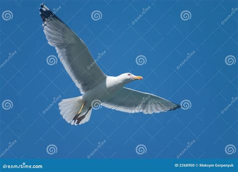 Soaring bird stock photo. Image of bird, white, hover - 2268900