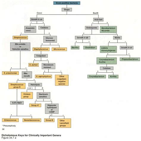 ASCP Bacteriology Strategy Study Guide My ASCP Study Guide