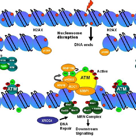 DNA Repair following ionizing radiation exposure. Exposure of cells to ...