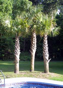 Palmetto Palm — Palm Trees Ltd