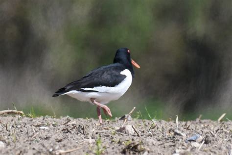 Strandskade Eurasian Oystercatcher Austernfischer Haema Flickr