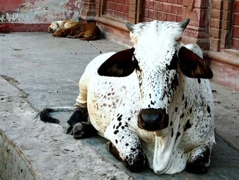 Why are Cows Sacred in India?