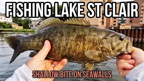 Lake St Clair Bass Summer Bass Fishing Bass Manager The Best Bass