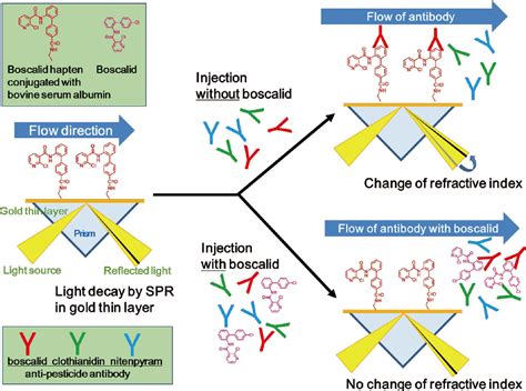 Figure 1 From Development Of An Immunosensor Based On Surface Plasmon