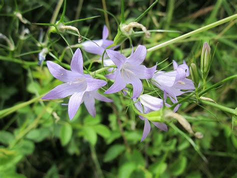 2 Free 暴れん坊 And Campanula Rapunculus Images Pixabay