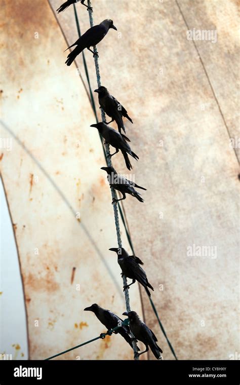 Black Crow On Rope Hi Res Stock Photography And Images Alamy