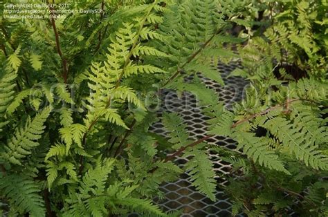 Plantfiles Pictures Athyrium Species Red Lady Fern Lady In Red