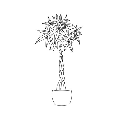 Premium Vector Vector Illustration Plant Pachira Tree Hand Line Contour