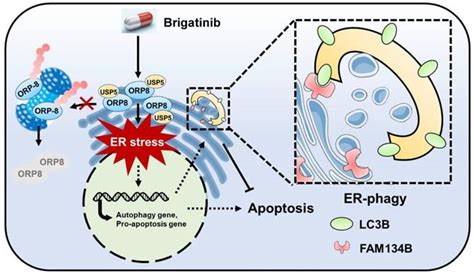 Repurposing Brigatinib For The Treatment Of Colorectal Cancer Based On