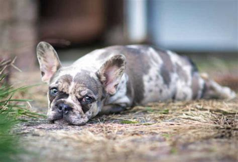 Full Grown Blue Merle French Bulldog