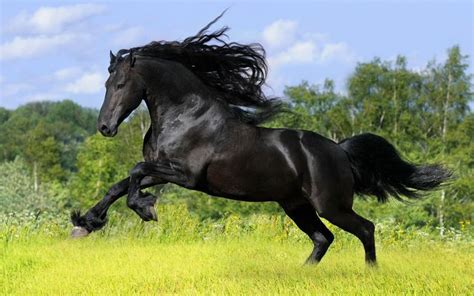 Black Clydesdale Horses Clydesdale Horses Horses Background