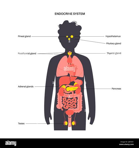 Human Endocrine System Illustration Stock Photo Alamy