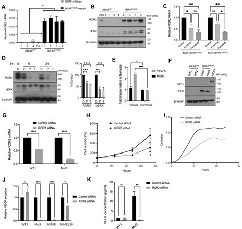 Ror Upregulation In Braf V E Melanoma Cells Promotes Vegf Secretion