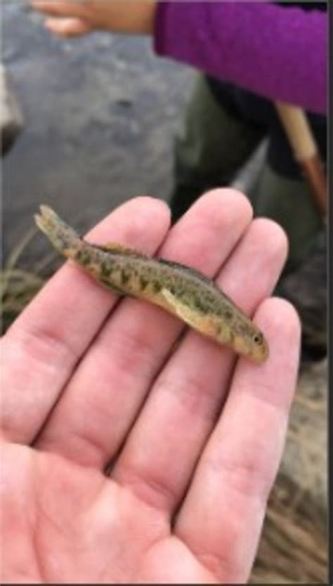 En Bolivia Hallan Un Pez Que Sobrevive Fuera Del Agua Y Que Cambia Su