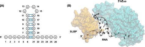 Figure 1 From Uridylation Of The Histone Mrna Stem Loop Weakens Binding