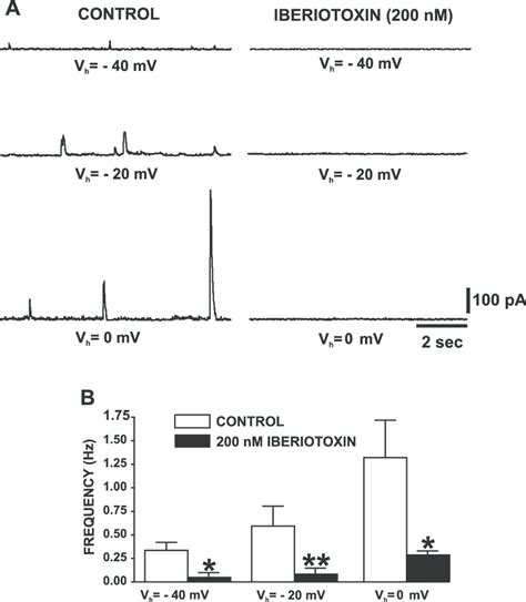 The BK Channel Specific Inhibitor Iberiotoxin Inhibits Transient BK