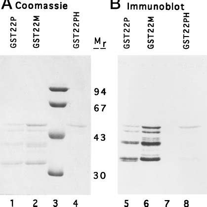 coomassie blue staining   immune reactivities    purified