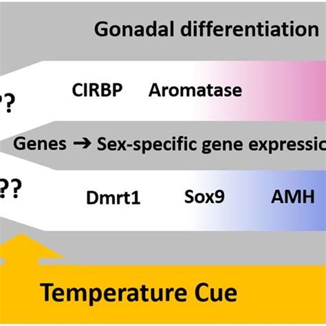 Diagram Of Relevant Genetic Events Underlying Gonad Differentiation In