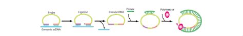 Rolling Circle Amplification The Padlock Probe One Of Various