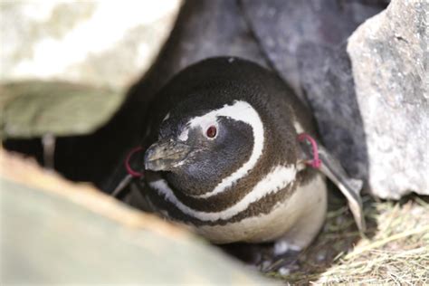 Point Defiance Zoo Welcomes Magellanic Penguin Chicks - ZooBorns