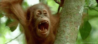 Orangután se enfrenta a máquina que destruye su hogar