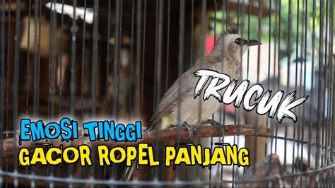 Pancingan Trucukan Ropel Durasi Panjang Cocok Buat Masteran Trucukan