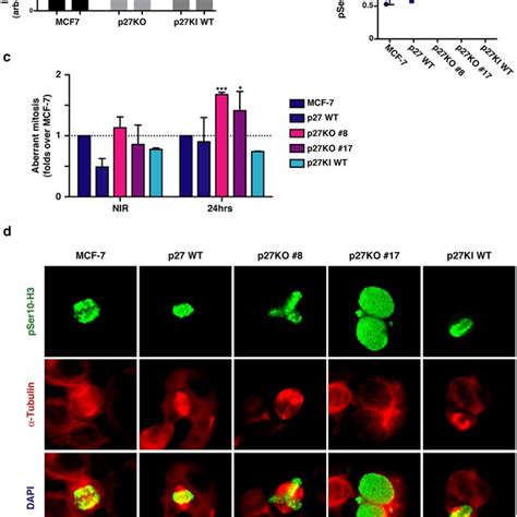 Generation Of MCF 7 Luminal Breast Cancer Cells KO And KI For P27 A