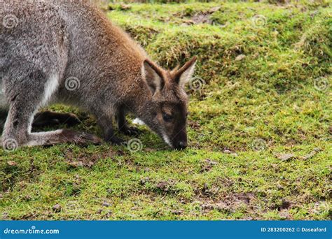 Adult Kangaroo Eating Grass. Stock Photo - Image of country, pasture: 283200262