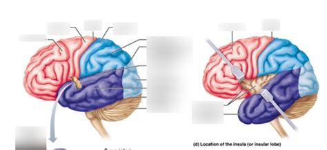 Neuroanatomy Diagram Quizlet