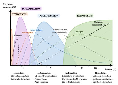Stages Of Skin Wound Healing Hemostasis Inflammation Proliferation