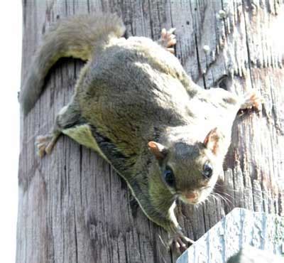 Flying Squirrel Adults and Nests in Nestboxes