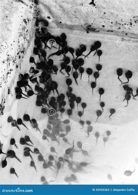 Tadpole in swimming pool stock image. Image of gills - 42955363