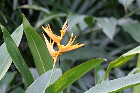 Banco de imagens Flor plantar folha flor verde botânica flora