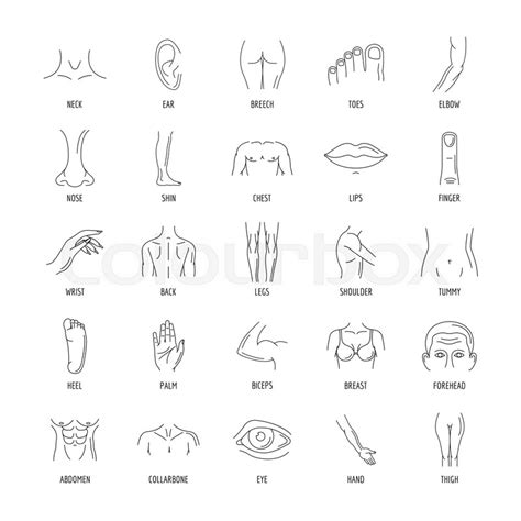 Line Human Male And Female Body Parts Stock Vector Colourbox