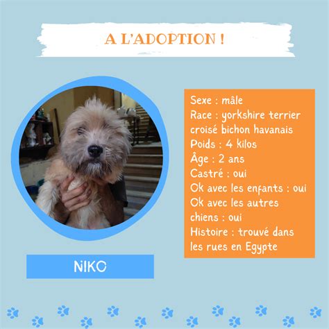 Adoption de Niko Petit chien chien croisé petit région Île de France