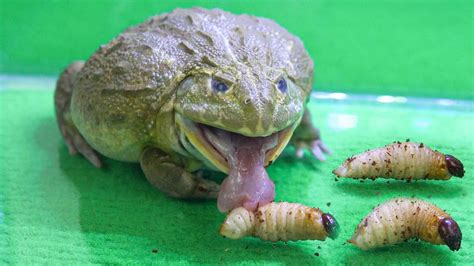 African Bullfrog Eats Coconut Worm Youtube