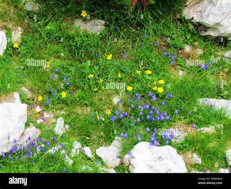 Garden Of Yellow Blooming Alpine Rock Rose Helianthemum Alpestre And