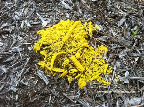 Yellow Slime Mold - The Dog Vomit Fungus