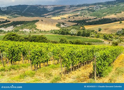 Vineyards of Montalcino (Tuscany) Stock Image - Image of vineyard ...