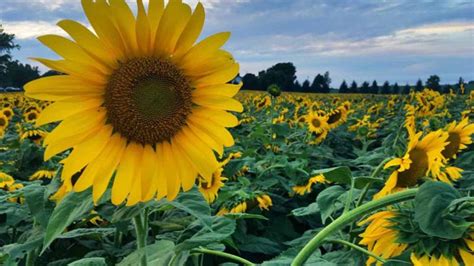 En Bahía Blanca La Producción De Girasol Alcanzó 125 Millones De