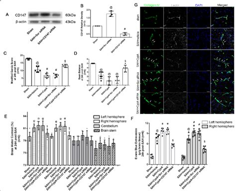 Effects Of Exogenous CypA And CD147 Small Interfering RNA Treatment On