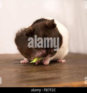 schwarze und weiße Goldhamster Essen einen Brokkoli Stamm