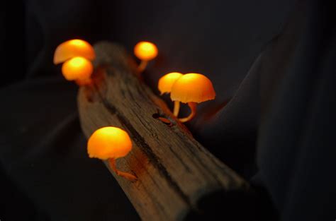 Mushroom Lamp Glowing Mushroom Fairy Mushrooms Accent Lamp Magic