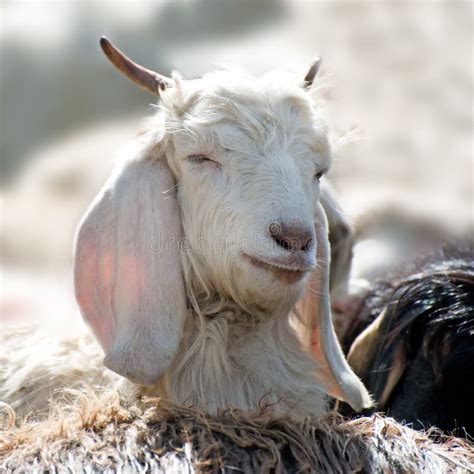 White Kashmir (pashmina) Goat From Indian Highland Stock Image - Image ...