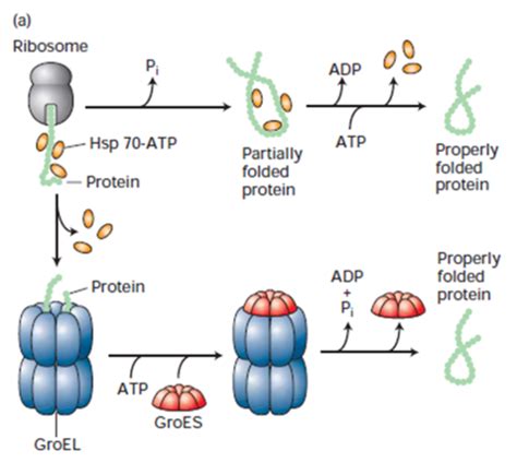 05 Regulation Of Gene Expression Iii Post Translational Modification Flashcards Quizlet