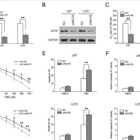 Klf8 Knockdown Increases Glioma Cell Sensitivity To Tmz A B U87 And