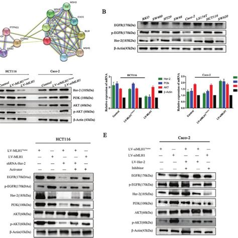 Mlh1 Depletion Enhances Crc Resistance To Ctx By Inducing The