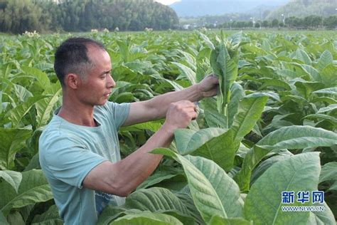 烟稻轮作 让农民把“饭碗”端得更稳种植烟叶烟草