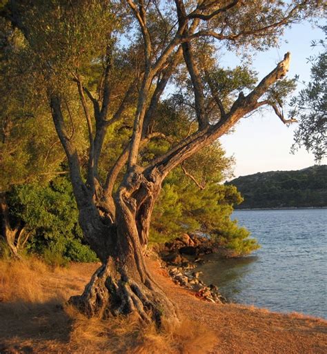 Croatia: Šipan Island, a Mediterranean refuge | Minor Sights